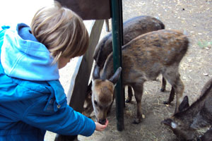 Bild: Kind kniend beim füttern zweier Rehkitze