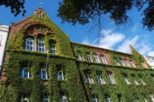 Bild: klassisches Klinkerstein Schulgebäude zu 80% mit grünen Ranken bewachsen